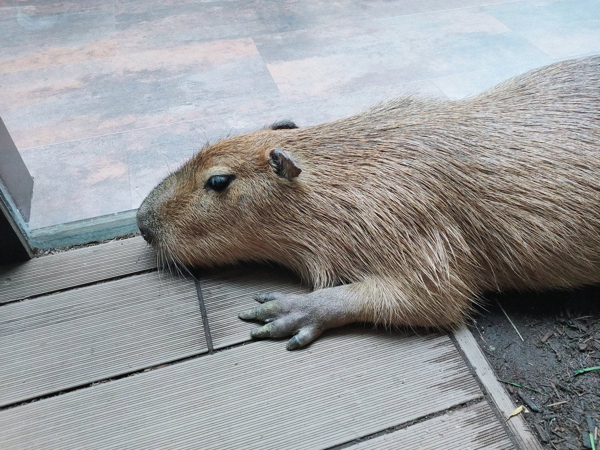 sengokuixaotome's tweet photo. カピバラGOGO🦫
トークンのエアドロップとかありますかね🤔
@9GnCYU3eGBY0Kst
@kapi_katsu
@kantenfta
#SuperWalk_
#CapybaraDEX
#KaiaChain https://t.co/2lQnKBqkYf