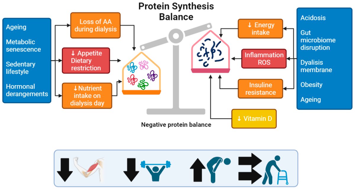 Nutrients_MDPI's tweet photo. #HighlyViewedPaper  @MediPharma_MDPI
Nutritional Strategies to Prevent Muscle Loss and Sarcopenia in Chronic Kidney Disease: What Do We Currently Know?
by Giulia Massini and Lara Caldiroli et al. 
🌈Welcome to read: https://t.co/zrBIptFdVJ https://t.co/WmoQZ5dL2g