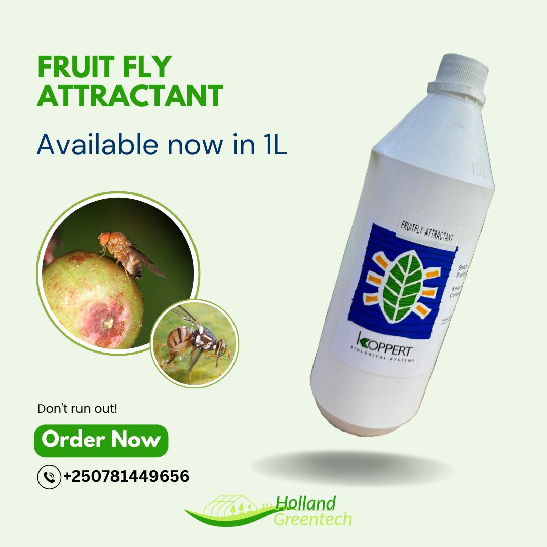 Don't let fruit flies ruin your hard work. Visit us to learn more and order your Fruit fly Attractant!
<a href="/KoppertKenya/">Koppert Kenya</a> 
<a href="/Koppert/">Koppert</a> 
#fruitfly
#pestattractant