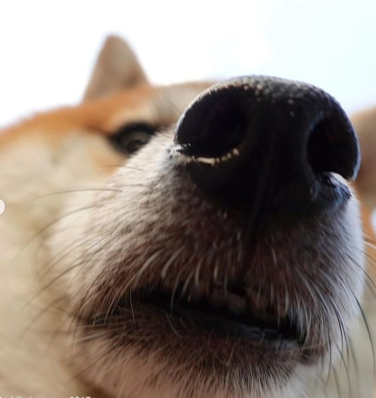 erc20_momo's tweet photo. MOMO smells a sendoorr! Can you smell it too? 🐶

$MOMO

 0xd323e5804b5e240aba36bc30885ebf090fcc821a https://t.co/Yr3NcFhhMX