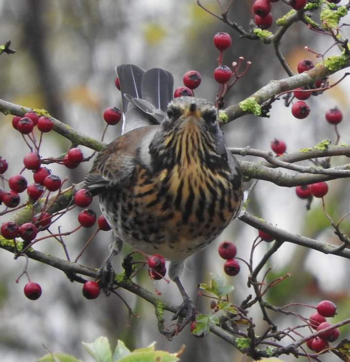 Winter birds in my locus ☺️