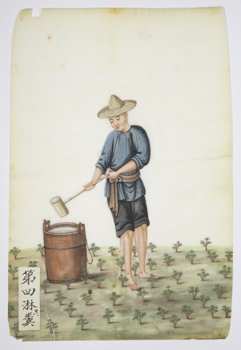 Plant Humanities UK tweet media