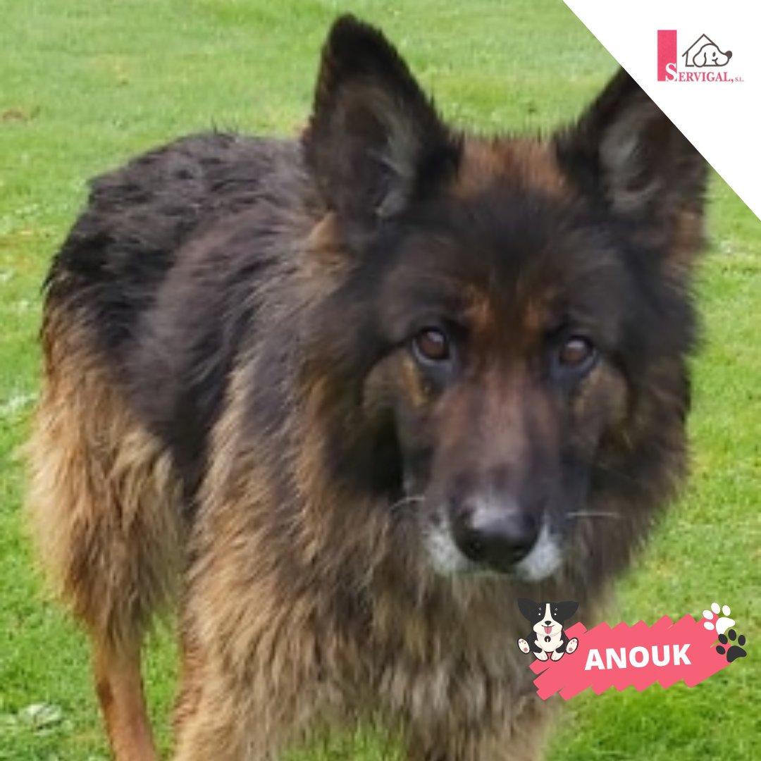 🐶 ¡Este #peludiña es súper achuchable!

🐾 Anouk tiene 11 años y busca un hogar donde pueda envejecer rodeada de amor y cariño.

💗 Si te ves compartiendo tu vida con ella, ¡ven a conocerla!

Contáctanos llamando al 📞 981 679 083 a través de su ficha 👇 
consorcio.laceriaservigal.es/ficha-mascota/…
