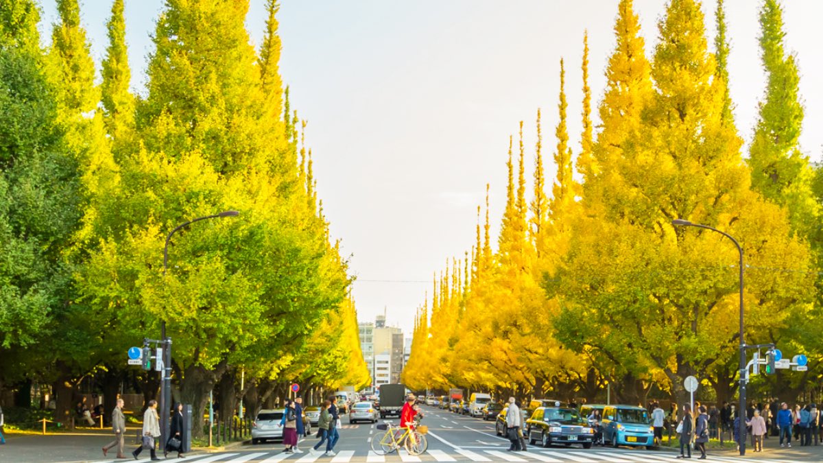 localviewjapan's tweet photo. November is a good time to look at Autumn leaves.🍁 🍂
Why not take a stroll at Jingu Gaien Ginkgo Avenue?
300 meters long with beautiful ginkgo trees all along the place.
📍1-1 Kasumigaoka-cho, Shinjuku-ku, Tokyo 160-0013, Japan
#autumn #localviewjapan #明治神宮外苑 https://t.co/PQ2jSdJJbe