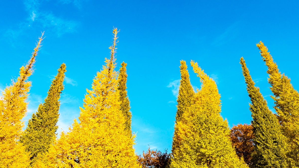 localviewjapan's tweet photo. November is a good time to look at Autumn leaves.🍁 🍂
Why not take a stroll at Jingu Gaien Ginkgo Avenue?
300 meters long with beautiful ginkgo trees all along the place.
📍1-1 Kasumigaoka-cho, Shinjuku-ku, Tokyo 160-0013, Japan
#autumn #localviewjapan #明治神宮外苑 https://t.co/PQ2jSdJJbe