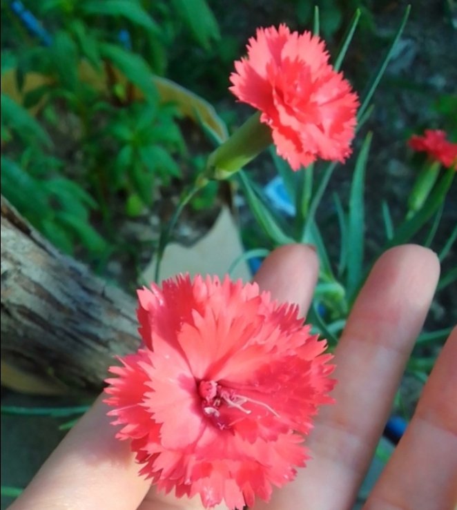 صباحي وجهك فلا تشرق شمسي بدون عينيك 
لك وحدك كل ورودي ونبضاتي