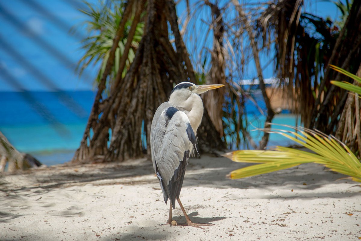 TropicalImpulse's tweet photo. Escape to North Palmetto Point! Book your perfect vacation rental with Tropical Impulse for a relaxing island retreat. https://t.co/C93cpq7eLM
#NorthPalmettoPoint #VacationRentals #TropicalImpulse https://t.co/QLErA1Gywm