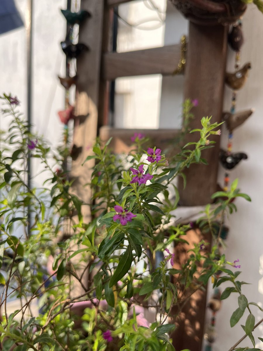 Lavendermist15's tweet photo. For #tinyflowertuesdayโฆ
#cuphea in the sunshine ๐ฉท๐ฟ๐๐ฟ https://t.co/FP6LCjoK8B