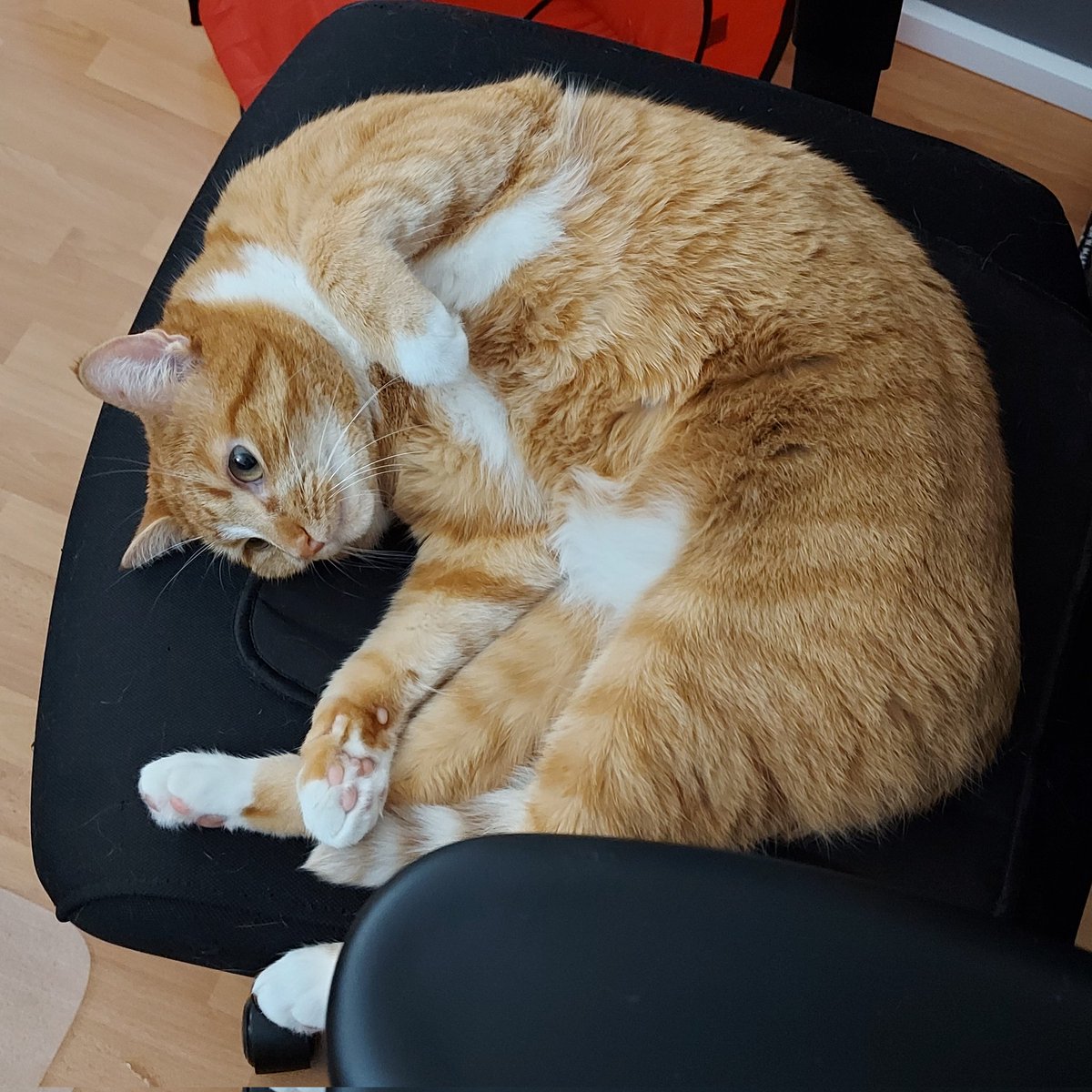 Cheddar the Cat 🐱 tweet media