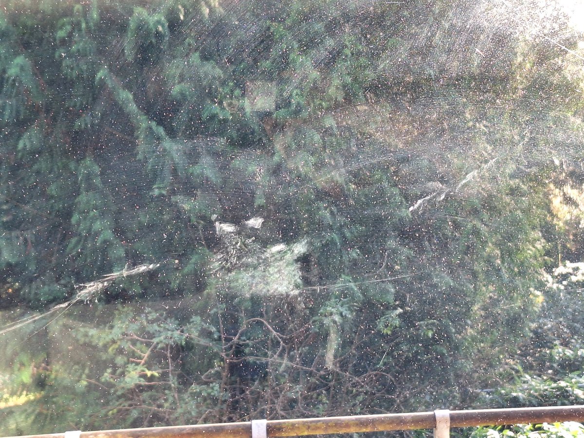 WiderscopeDanny's tweet photo. Couple of photos of a bird window collision #wildlifeatwork.  Most likely a Tawny Owl. ST Austell. #widerscope @CBWPS1 #TawnyOwl #cornwallbirding https://t.co/3OZ43EPAjS