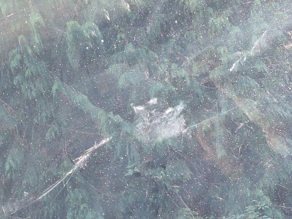 WiderscopeDanny's tweet photo. Couple of photos of a bird window collision #wildlifeatwork.  Most likely a Tawny Owl. ST Austell. #widerscope @CBWPS1 #TawnyOwl #cornwallbirding https://t.co/3OZ43EPAjS