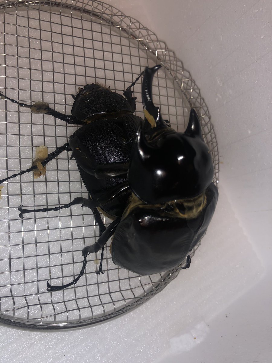 ラミレスゾウカブト エクアドル コンコルディア WF3 1発！大迫力！！