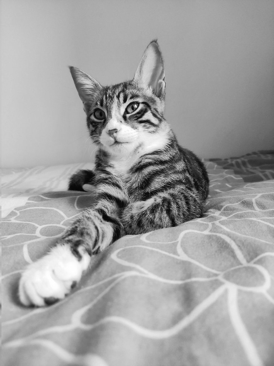 TrTekira's tweet photo. Karizmatik bir poz veriyorum çek beni:)
I'm posing charismatic...
#cats #catstagram #CatsEyes https://t.co/knjesyYJ9T