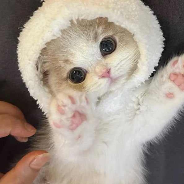 🐰ྀི (@getabinny) on Twitter photo 