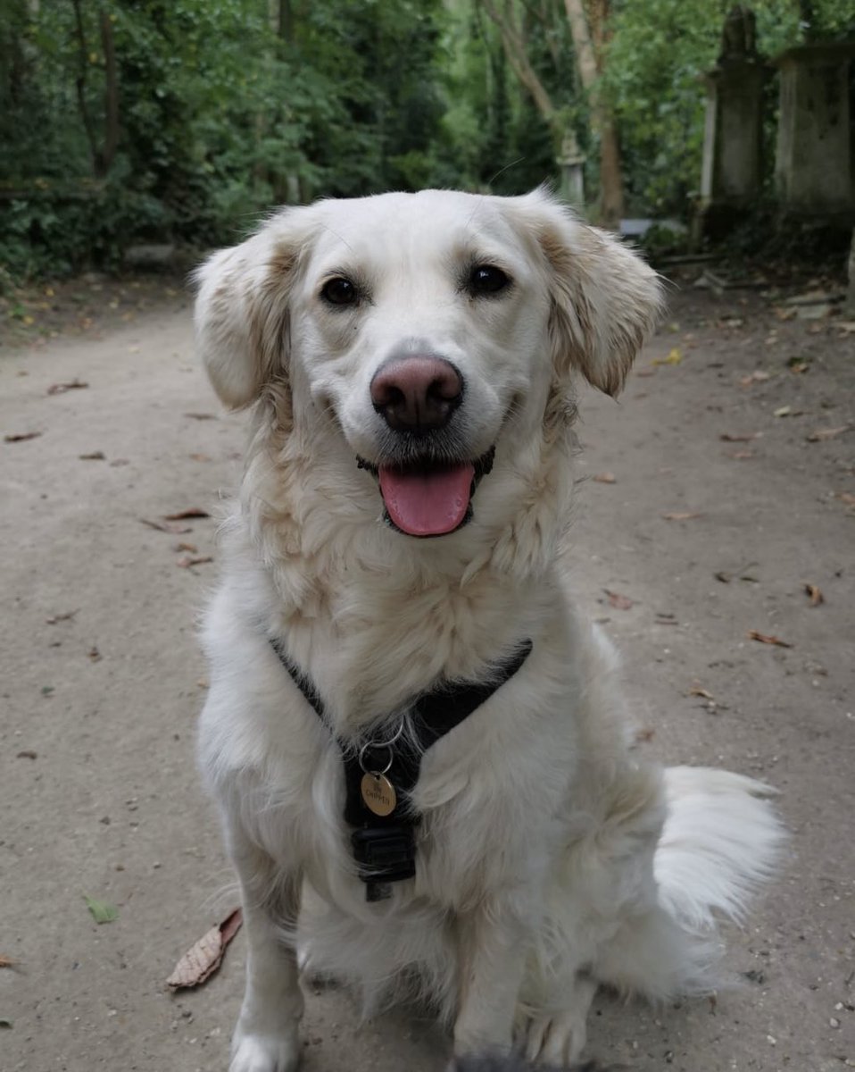 KatieBThompson's tweet photo. Daisy the rescue mini-retriever 🌼
@ButternutBox #DogsDeserveFame https://t.co/243cvQPnv0