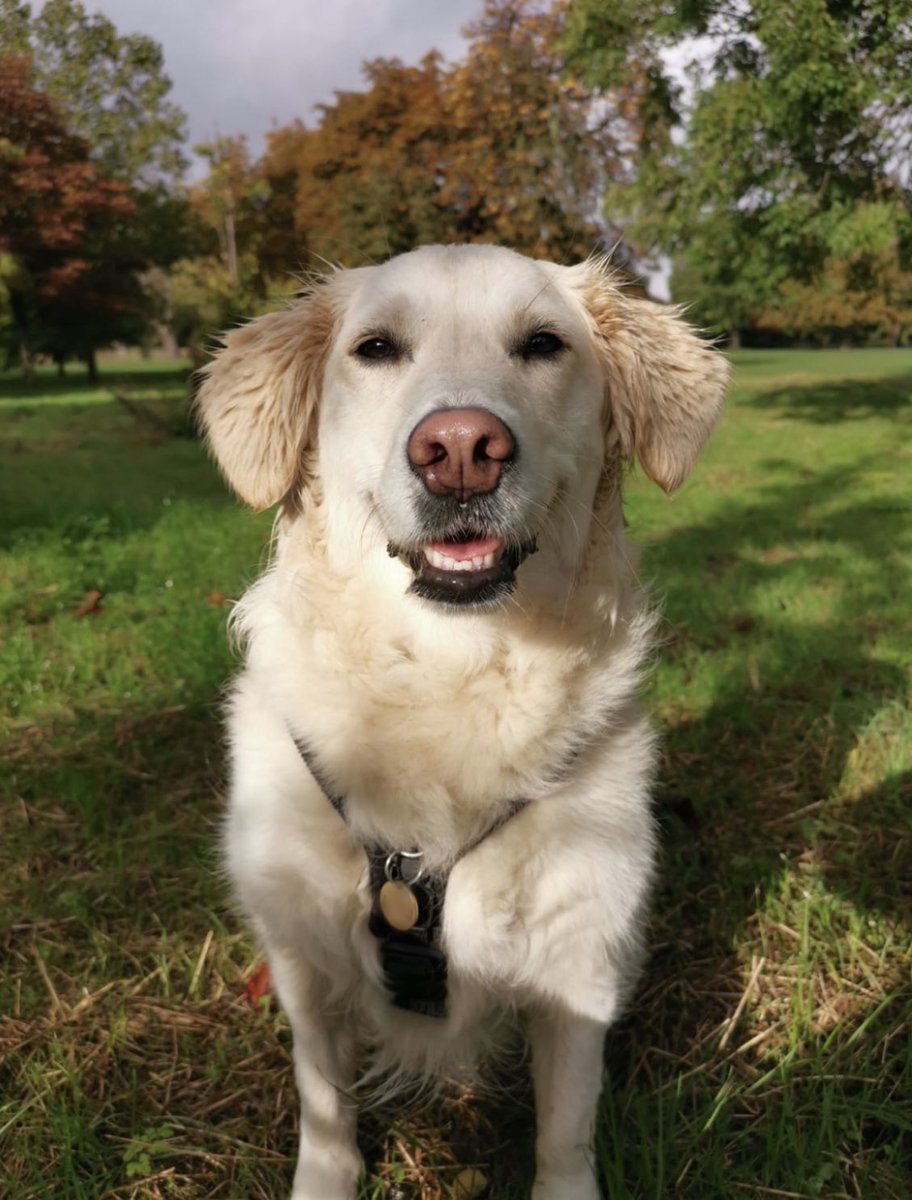 KatieBThompson's tweet photo. Daisy the rescue mini-retriever 🌼
@ButternutBox #DogsDeserveFame https://t.co/243cvQPnv0