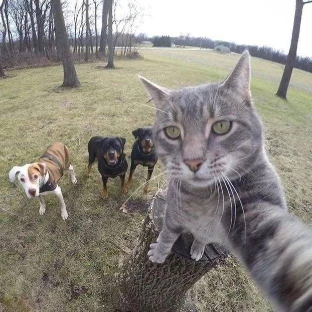 KittiesInternet tweet picture