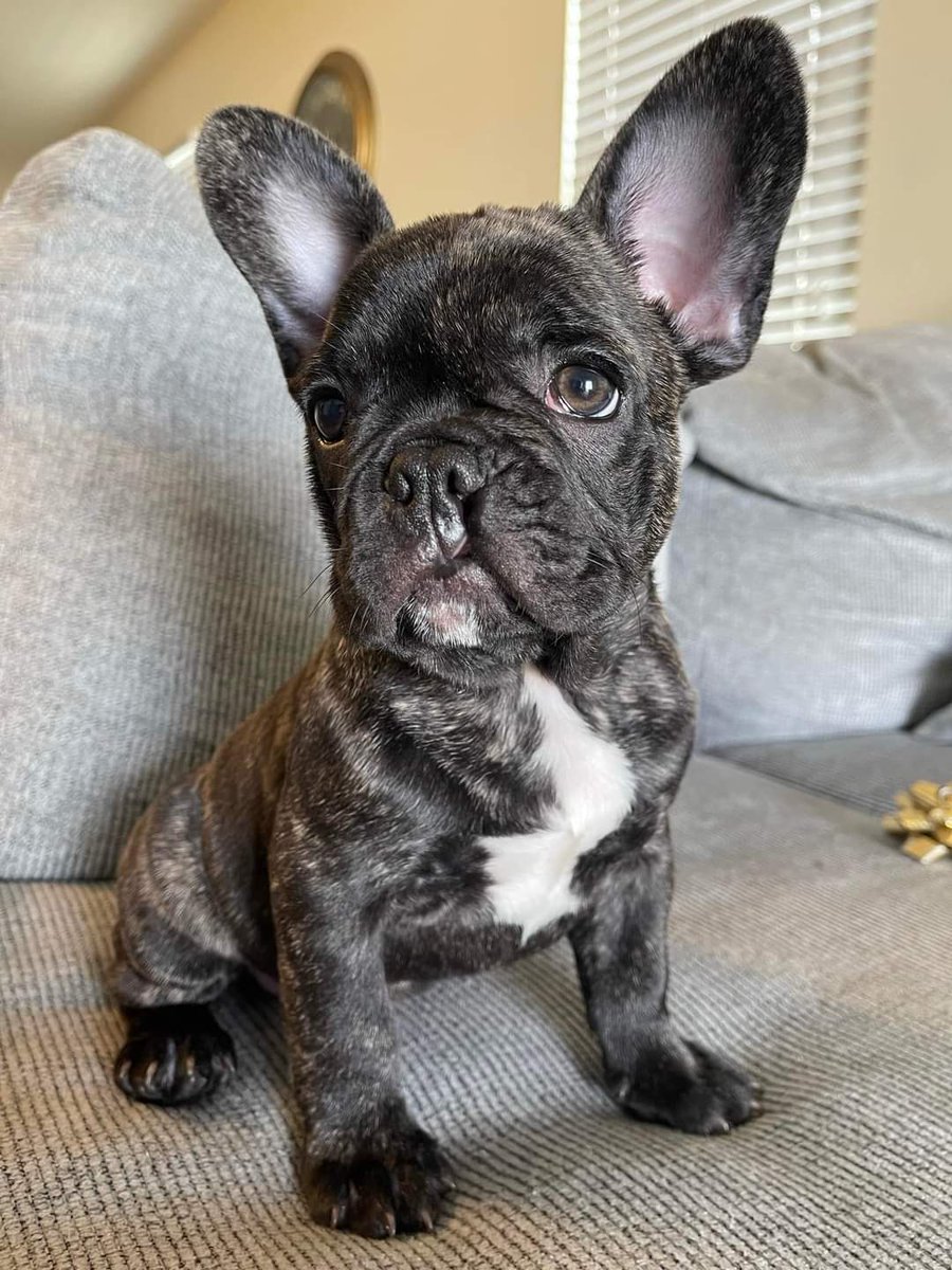 Frenchie Owners tweet media