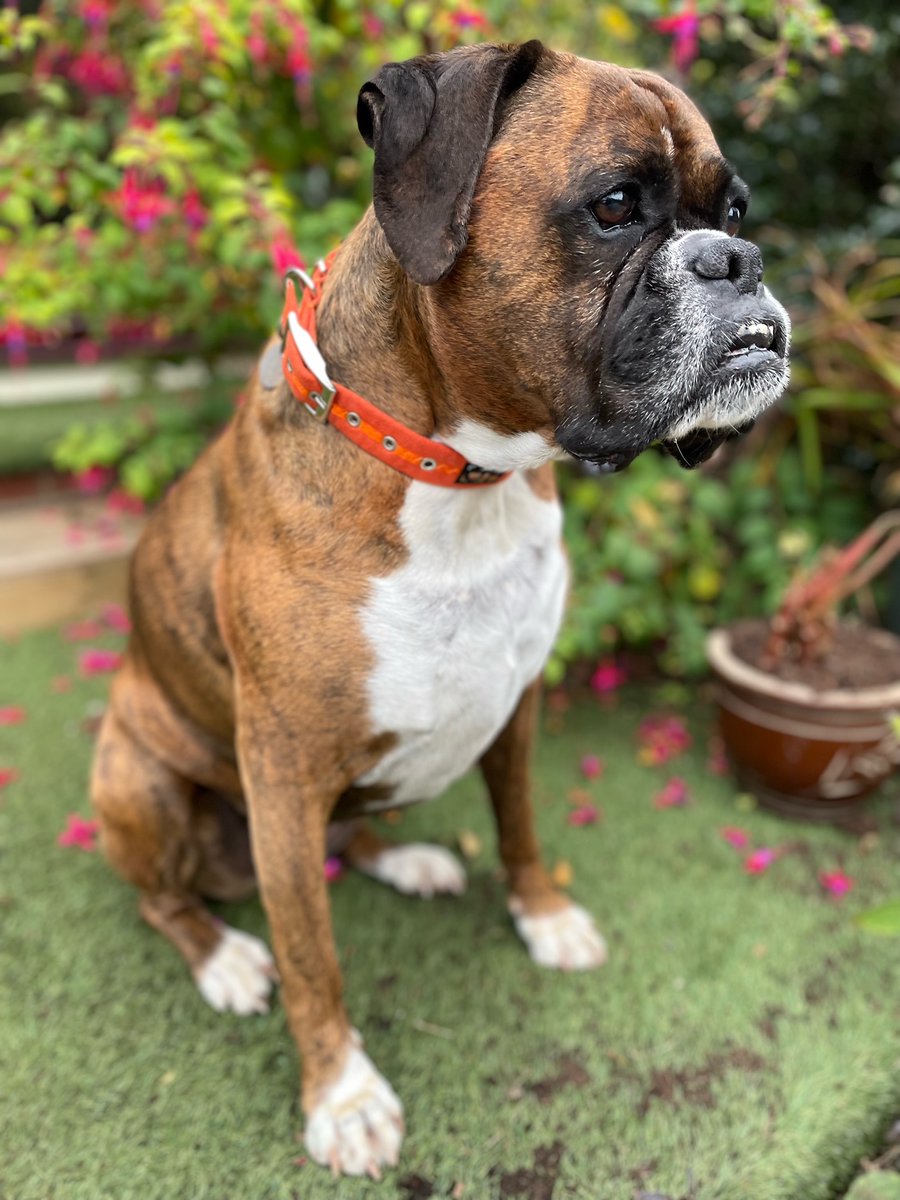 OscarHooch's tweet photo. The gorgeous Lily-Mai wearing clementine. Thanks for sharing Cheryl! X 🍊🍊 https://t.co/7prNHlhdur