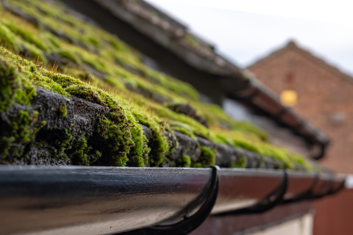 TheNFRC's tweet photo. Moss on your roof–what's the big deal?🤔

In most cases, moss on roof tiles is rarely a problem. If severe moss growth affects the drainage of water down the roof it should be carefully removed.

Find an NFRC contractor👉 https://t.co/g2ZETaSfJS 

@spab1877 #NFRC #MaintenanceWeek https://t.co/hgLCEDS9H5