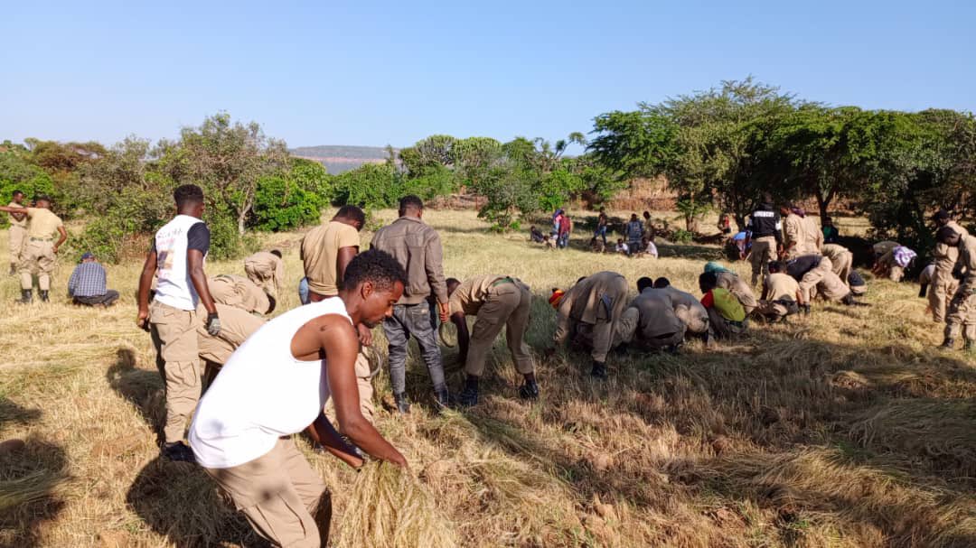 GechWurayna's tweet photo. እዚ ናይ ድራ ስውኣት ዝግበር ዘሎ ሐገዝ ዓፂድ "አብ ጎኒ ህዝብና ብምኻ ሕድሪ ሰማእታትና  ኣይነዕብርን" ዝብል መልእኽቲ ዝሐዘለ እዩ:: ካብ አርሚ 42  ፍረስዋአት መከናይዝድ ዘካየዶ ውዕሎ ገድሊ ሰናይ ተግባር ከምኣብነት ካብ ንጠፈታት ሰራዊትና እያ:: https://t.co/GpocuqtW0D