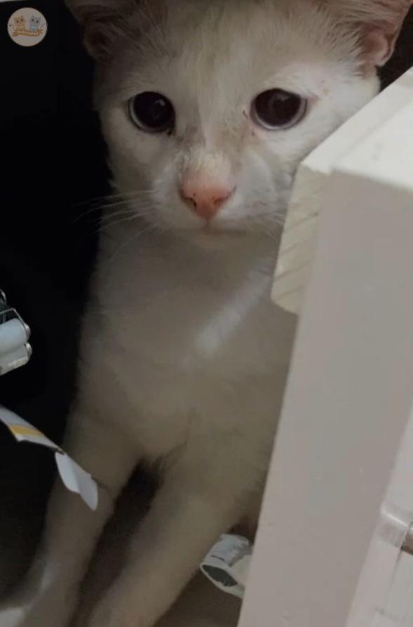 KochengFess v2 tweet media