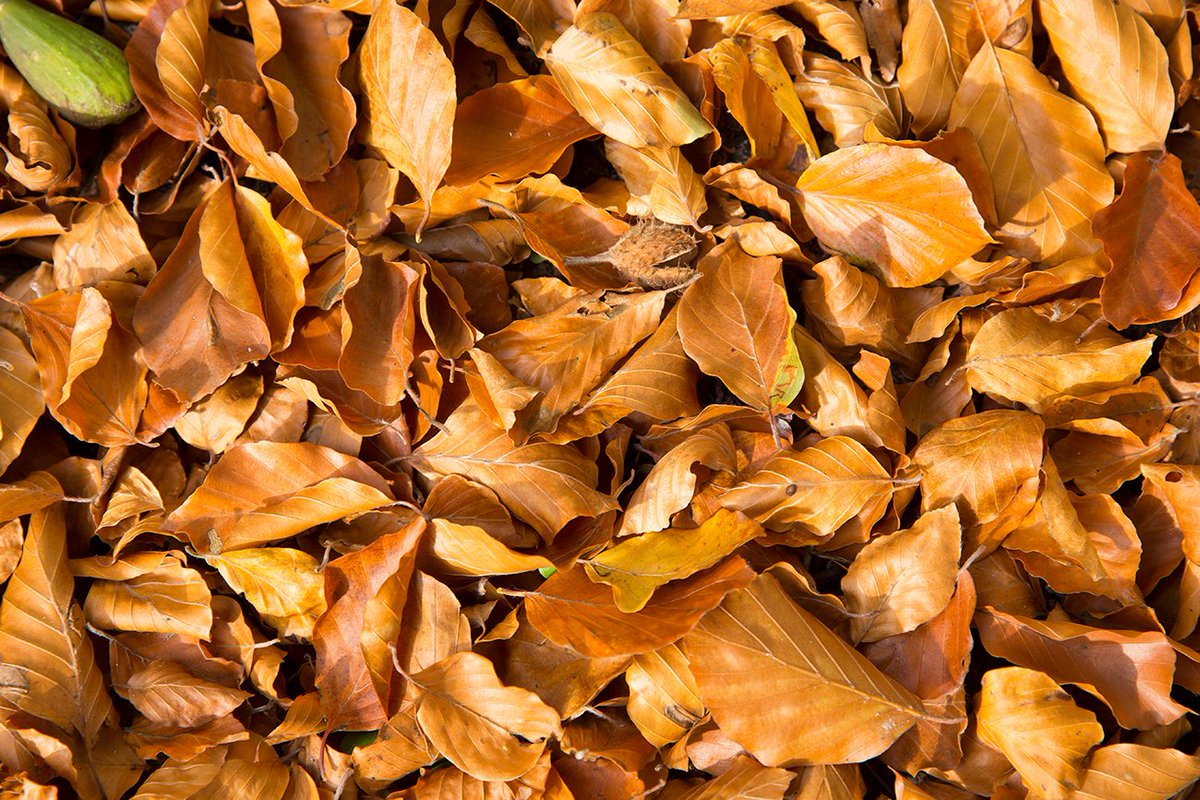 Cranborne Garden Cen (@cranbornegarden) on Twitter photo IN THE GARDEN
A key job for November from Cranborne Garden Centre
Clear up fallen leaves especially from lawns, ponds and beds.
#toptip #gardening <a href="/CranborneGarden/">Cranborne Garden Cen</a> IN THE GARDEN
A key job for November from Cranborne Garden Centre
Clear up fallen leaves especially from lawns, ponds and beds.
#toptip #gardening <a href="/CranborneGarden/">Cranborne Garden Cen</a>