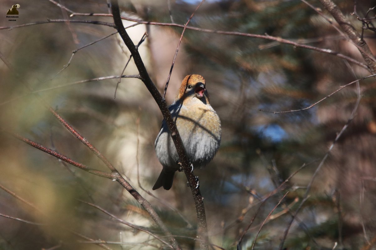 Raven27737573's tweet photo. 危险!不要舔冰块!
Pine Grosbeak
#birdphotography
#birdwatching
#naturep https://t.co/5bAbAIoQDl