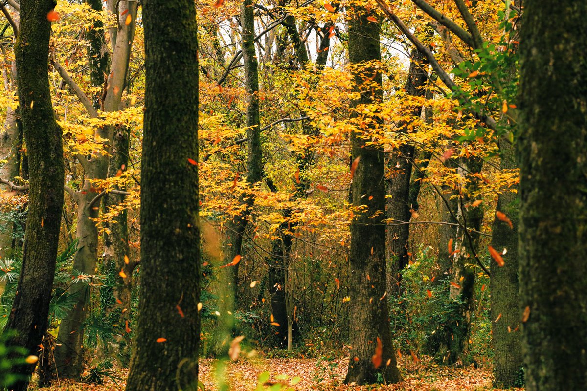 埼玉の紅葉🍁も見て❣️