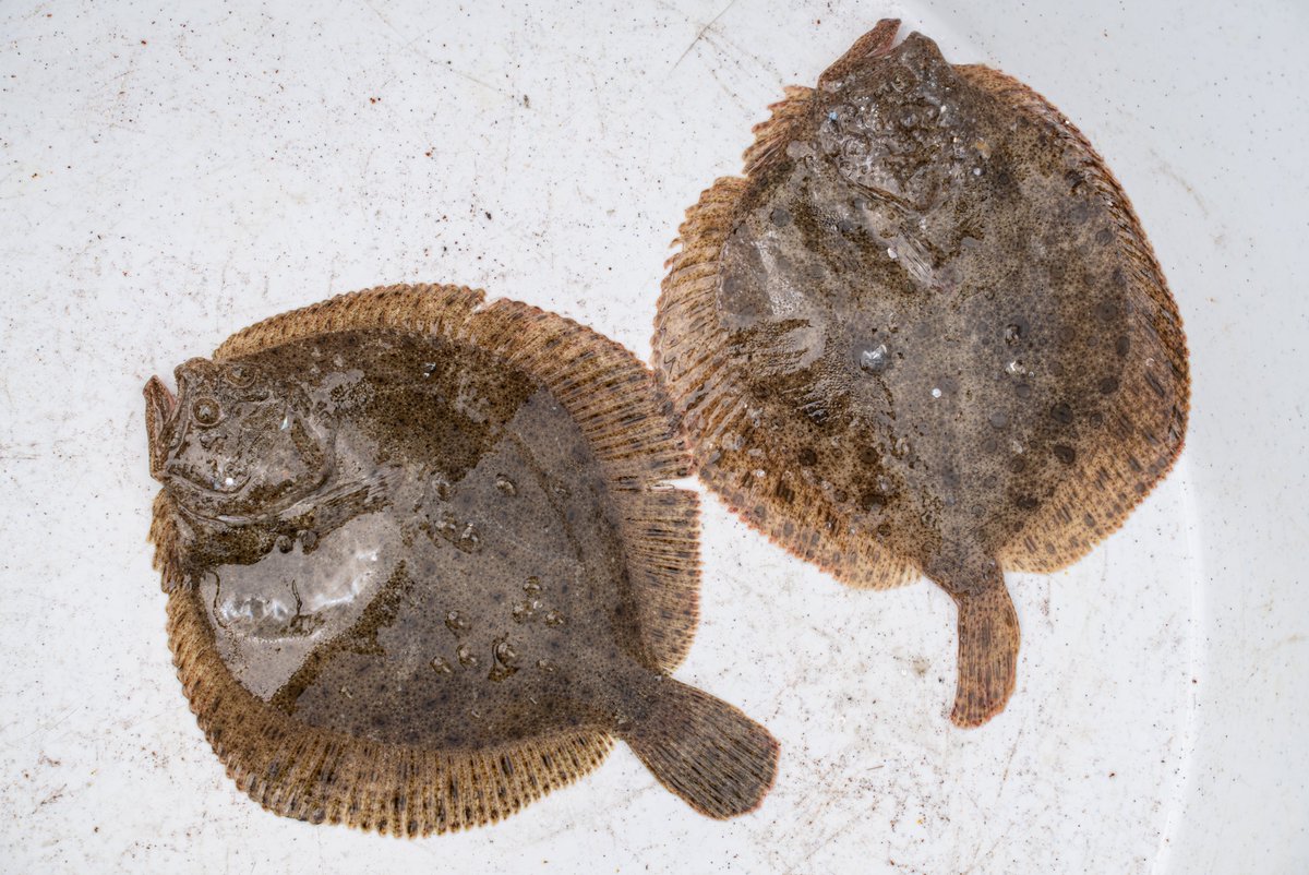 BeeMorello's tweet photo. #GFCMSession
Let’s recap the important advances in #fisheries:
📌reinforced management measures for many GFCM priority #species
📌new single-species catch limits for small pelagics in #AdriaticSea &amp; turbot in #BlackSea
📌new fisheries restricted area in Otranto Channel #GFCMFRAs https://t.co/STIO4YTsKe