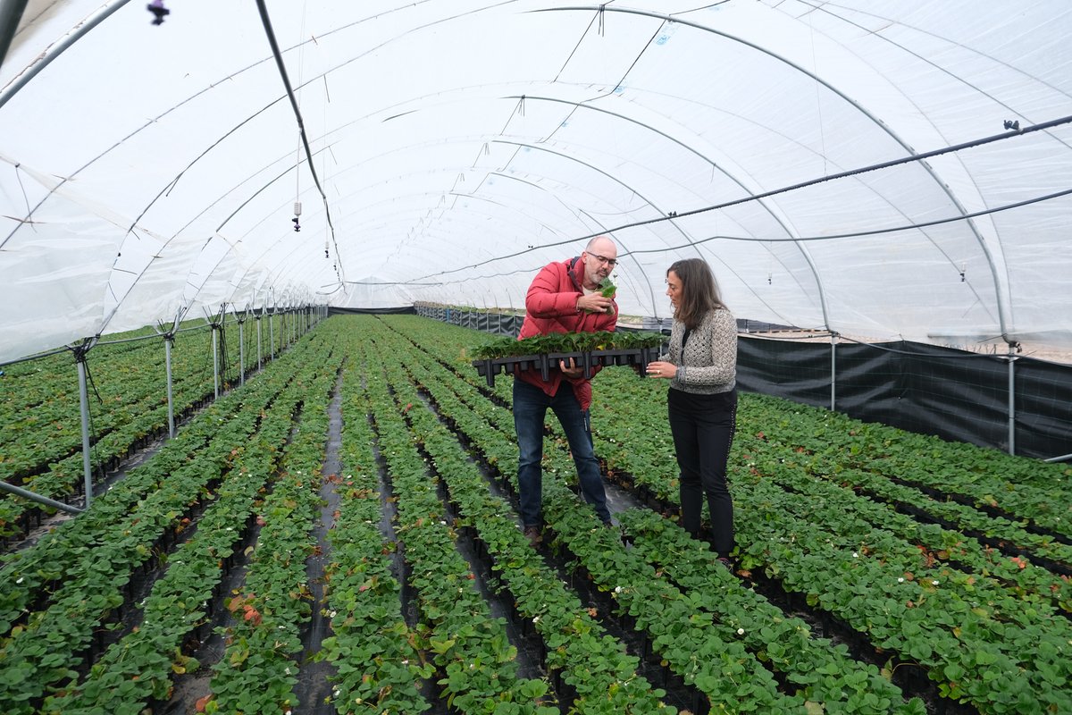 maxima_agencia_'s tweet photo. ENCUENTROS | La pasada semana organizamos una jornada sobre el cultivo de fresa 🍓 para el @ITACYL  en Chañe (Segovia). 

🗣 Estos encuentros con el sector son la herramienta ideal para potenciar el diálogo y el intercambio de experiencias y conocimiento. https://t.co/6Uq215289A