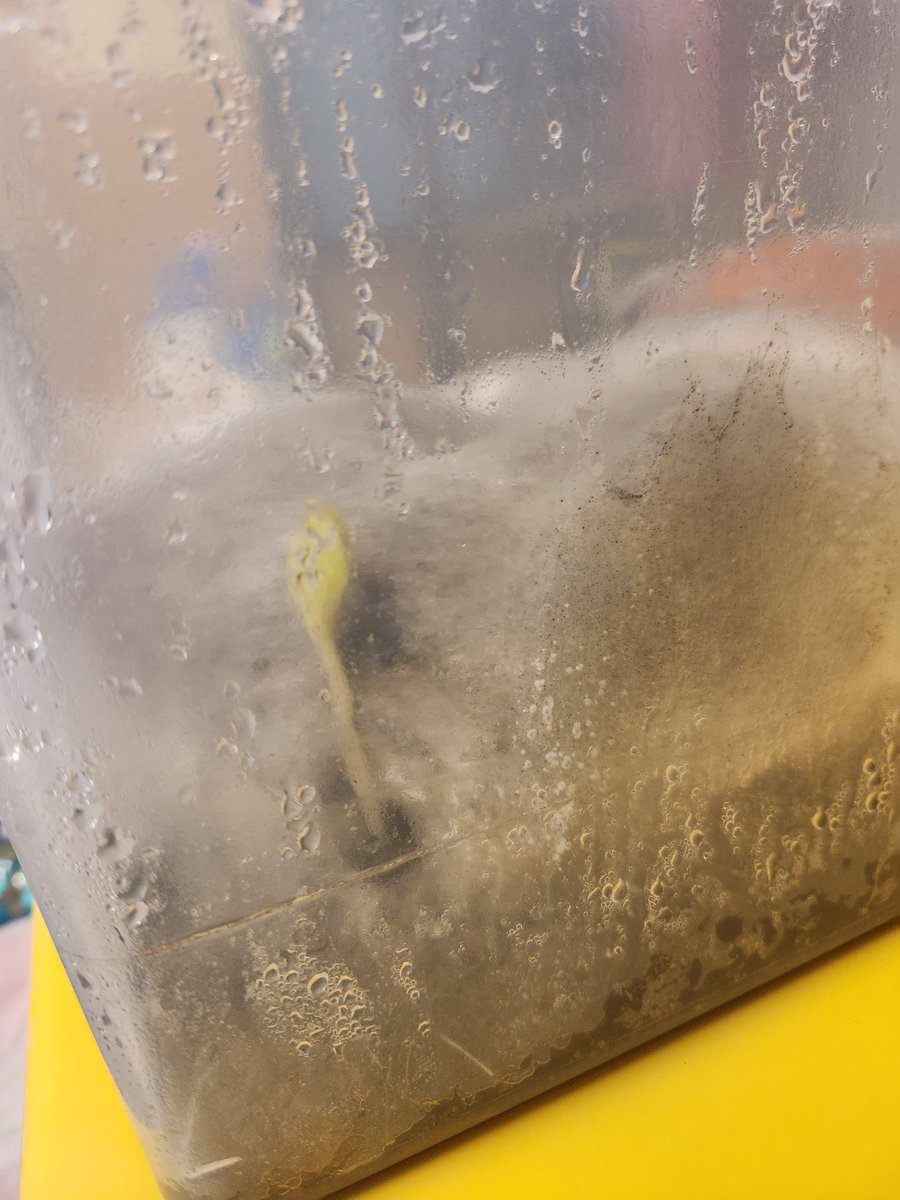 kean_ms's tweet photo. We have sprouts!!!! #grade1isawesome @StMattsTigers https://t.co/XmgXwr7wgC