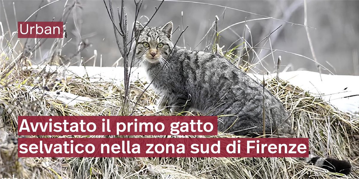 NBFC - National Biodiversity Future Center (@nbfc_italy) on Twitter photo Alla scoperta della #biodiversitàurbana con il progetto di #fototrappolaggio del NBFC, <a href="/Cnr_Iret/">Cnr_Iret</a> Firenze e <a href="/unimib/">Università degli Studi di Milano-Bicocca</a>. Tra le specie avvistate, il gatto selvatico nella zona sud di Firenze. Un passo importante nel monitoraggio della fauna urbana 🐾
🔗: shorturl.at/WyYL8 Alla scoperta della #biodiversitàurbana con il progetto di #fototrappolaggio del NBFC, <a href="/Cnr_Iret/">Cnr_Iret</a> Firenze e <a href="/unimib/">Università degli Studi di Milano-Bicocca</a>. Tra le specie avvistate, il gatto selvatico nella zona sud di Firenze. Un passo importante nel monitoraggio della fauna urbana 🐾
🔗: shorturl.at/WyYL8