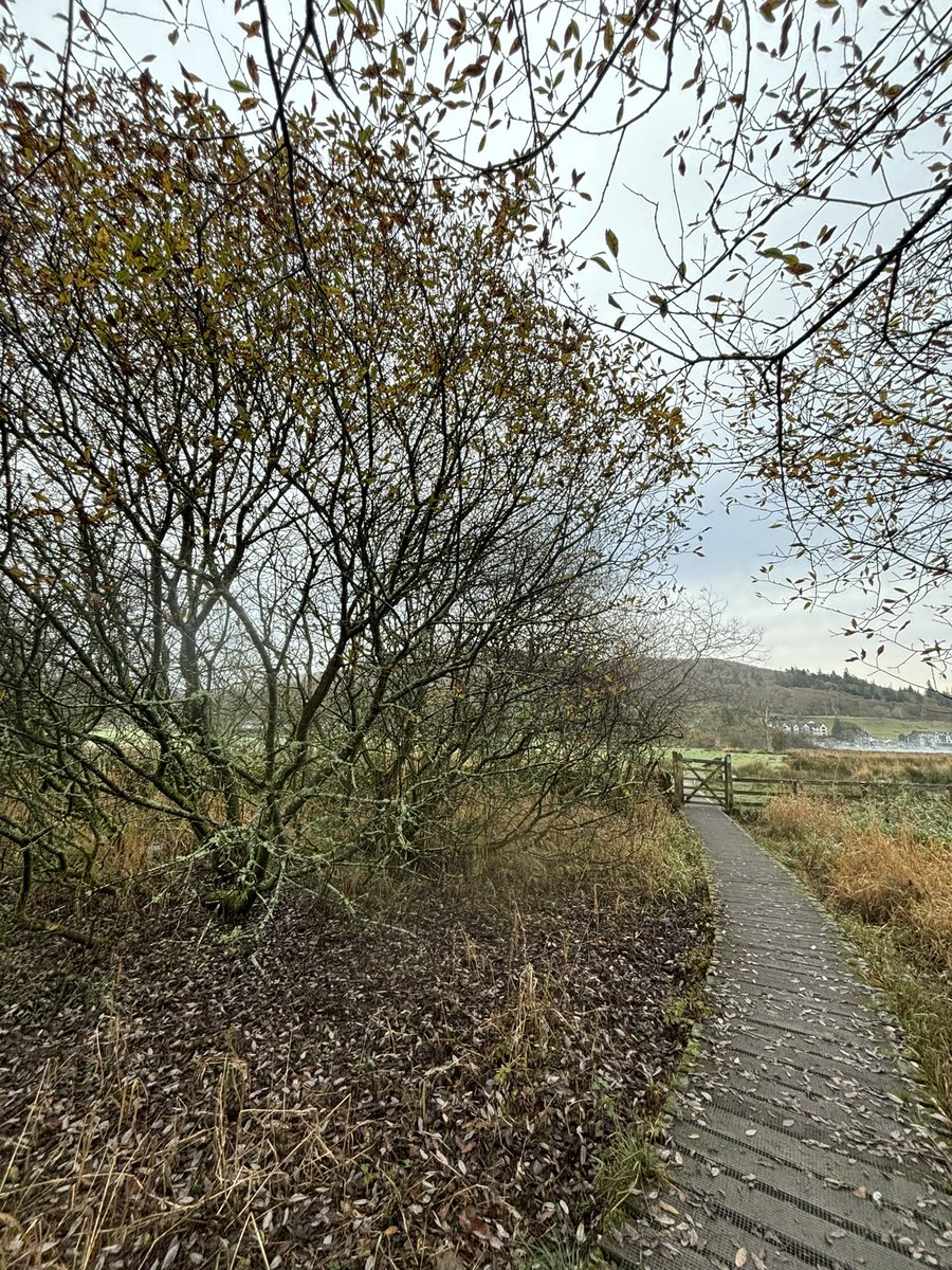 Overdue patch tick in the form of a Cetti’s warbler at Borrans Park along the boardwalk west of the marsh. Still a rare bird in the Lake District! 
Also two wigeon on the river Rothay was my second patch record and the first on the deck! 

Full list here - ebird.org/checklist/S202…