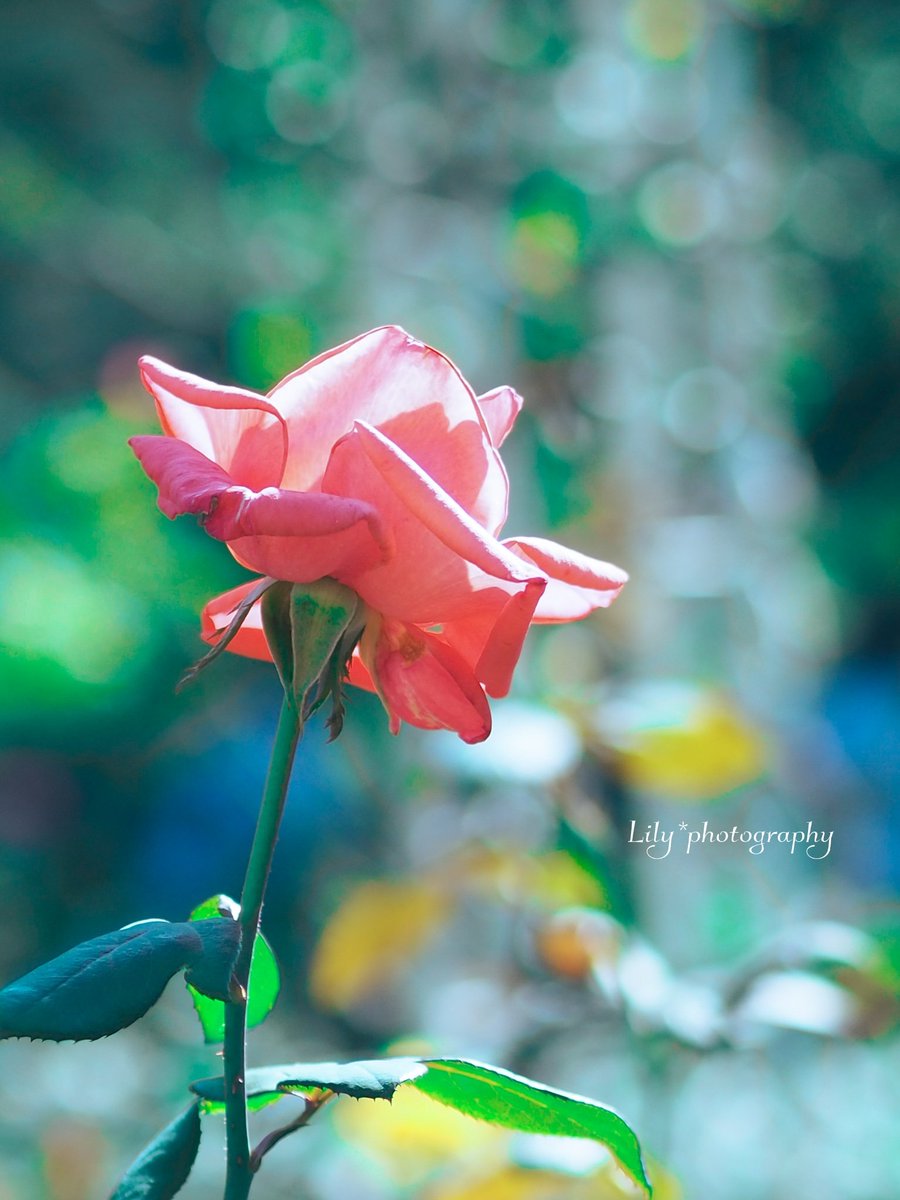 眩しく見つめたその先に
願いや希望が待ってるの

𓂃 𓈒𓏸𓋜
今週もよろしくお願いします🩷
ゆっくりです