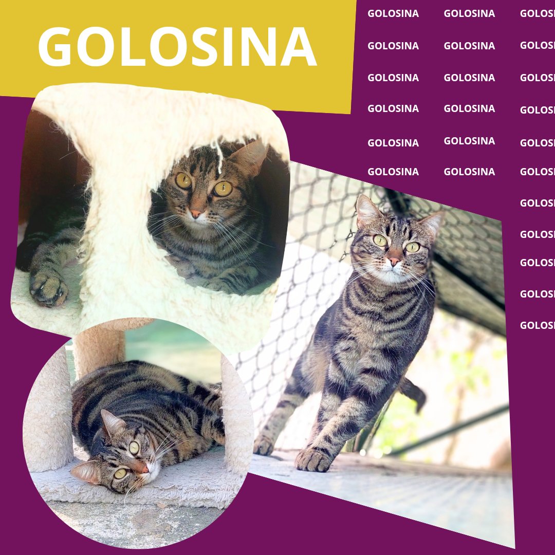 GOLOSINA (2018) merece ser el centro de atención con esos ojazos verdes! Fue rescatada de la calle con apenas un año ¿Estás listo para darle a Golosina el hogar amoroso que se merece? 🐱💖

adopciones@defensafelina.org
apadrina@defensafelina.org

teaming.net/asociaciondefe…