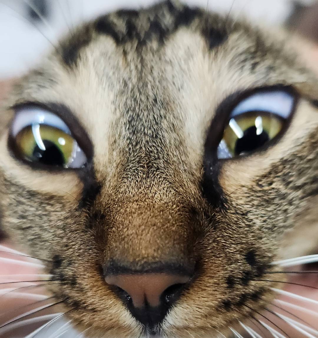 This was my face when I first laid eyes on the #bambulab Cool Plate SuperTack... purr-fect. 😼