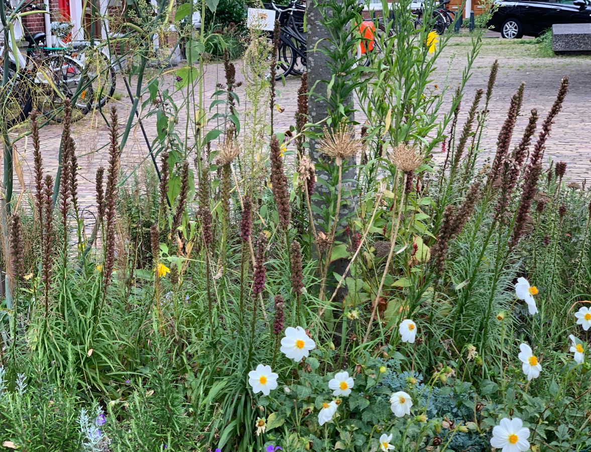 Wil je ook een kleurrijke straat? Leg een boomtuintje aan! 

De herfst is een prima tijd om bloemen in te zaaien. 🌸💗🌼 Wij helpen jou daar graag bij en delen gratis bloemzaden uit. 

Lees op het Haagse Groen 🌿 hoe je ze kunt aanvragen ⤵️
hethaagsegroen.nl/groen+in+de+bu…
