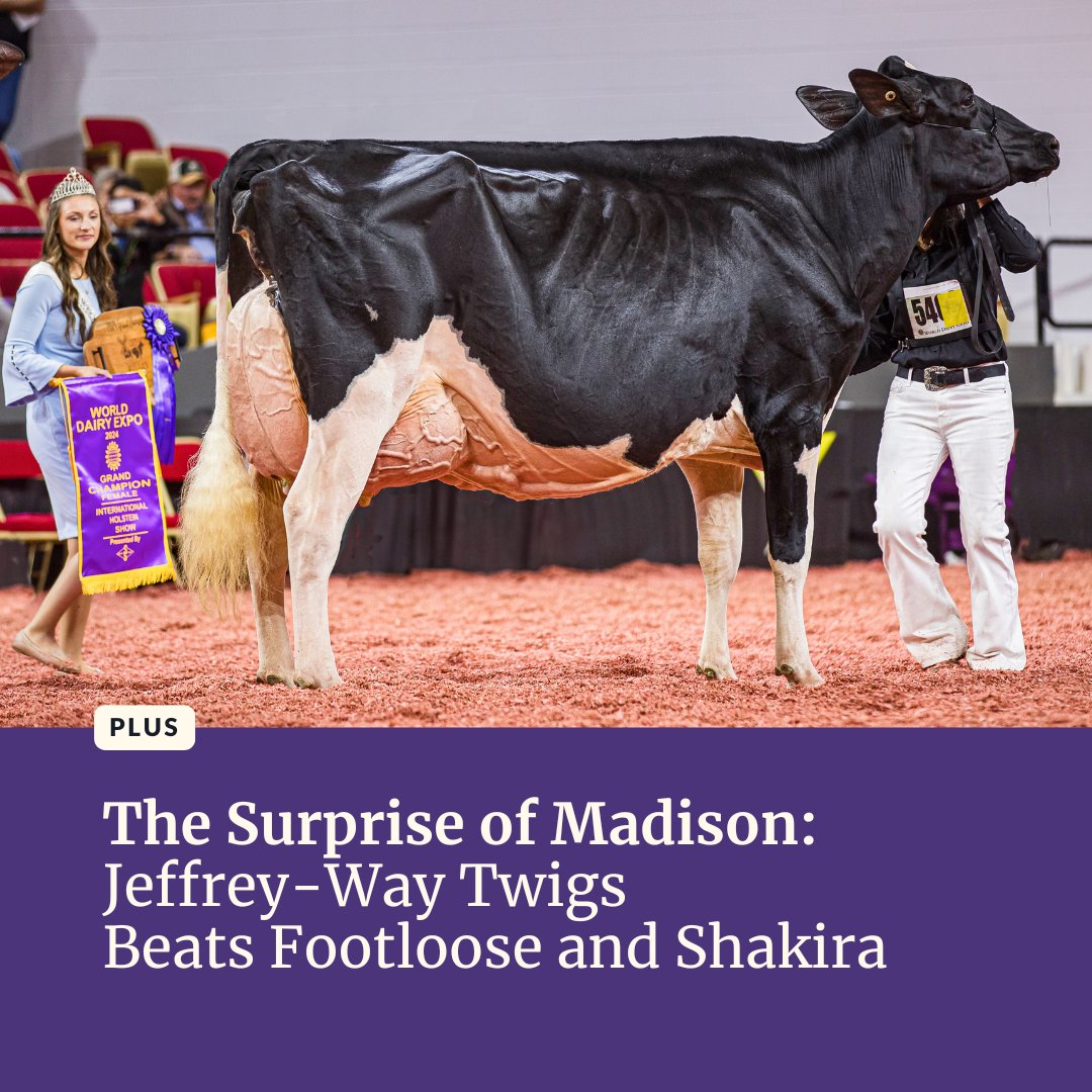 Holstein International tweet media