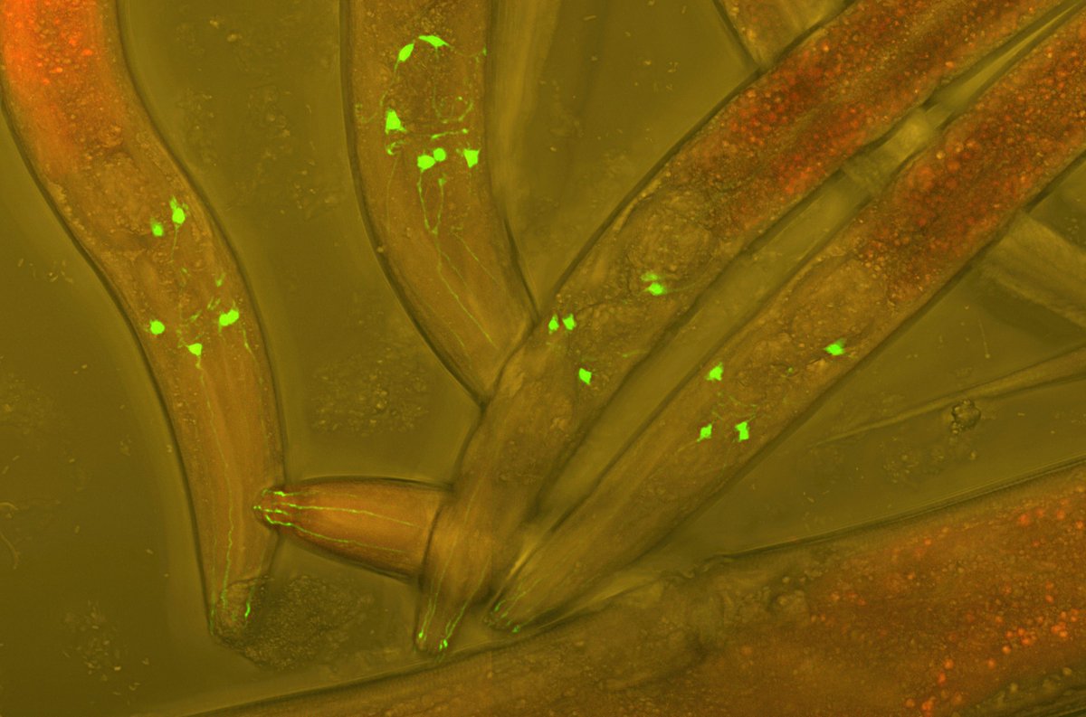 RSocPublishing's tweet photo. SID-2, vital for RNAi in C. elegans, is present in Clade V parasitic nematodes. Found in H. bakeri extracellular vesicles, new research reveals potential ancestral roles beyond #RNAi https://t.co/jb57ILLnqD @amyhbuck @SBSatEd @RutgersBioSci #Parasitology #OpenBiology https://t.co/eqx24Z22Dx
