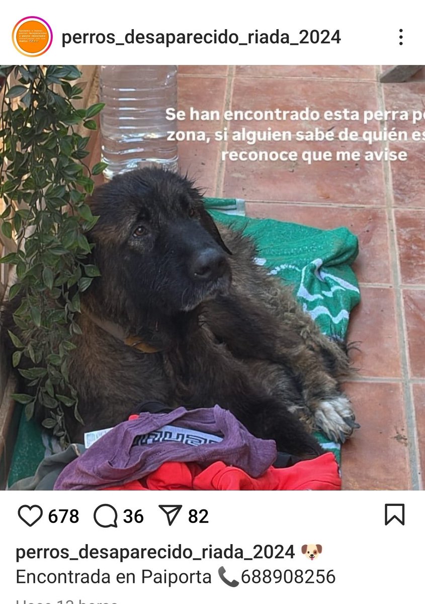 VidasSos's tweet photo. ENCONTRADA en #Paiporta #valencia

☎️ en Publicación 

#Dana #AnimalesDesaparecidosDANA https://t.co/j3KmjbLmF4