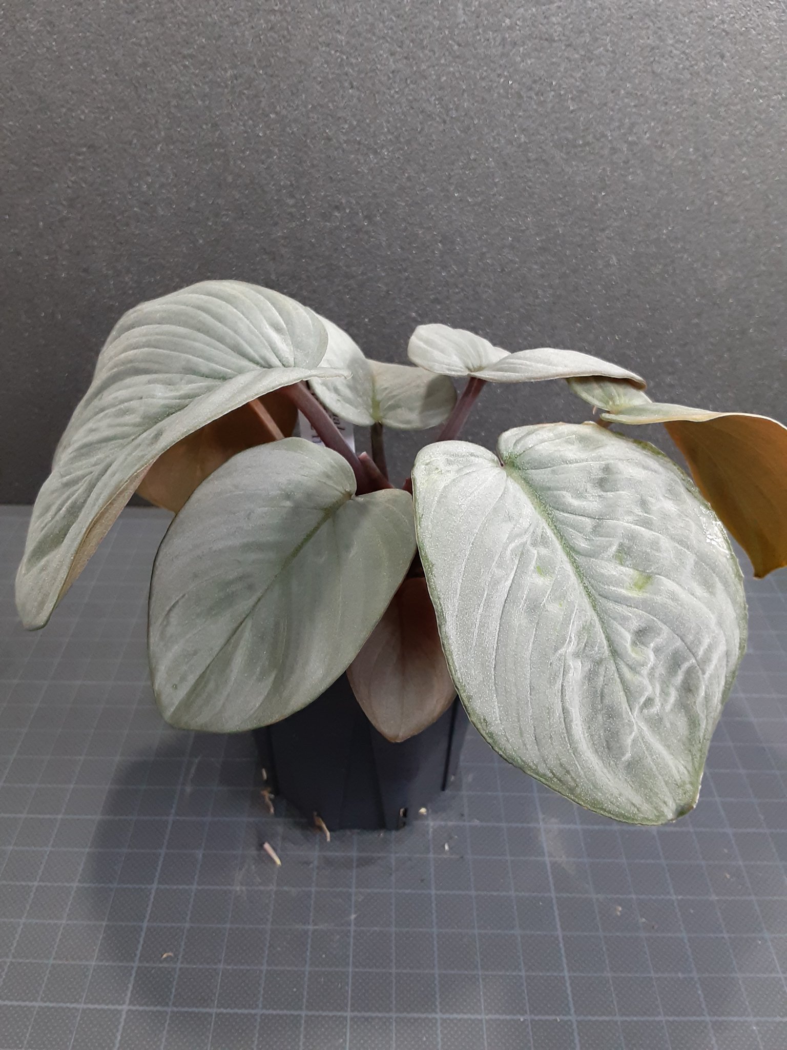 霧*山様 Homalomena Rec173 K0723-f1 Yahoo!オークション -「(cia rec)」(その他) (観葉植物)の落札