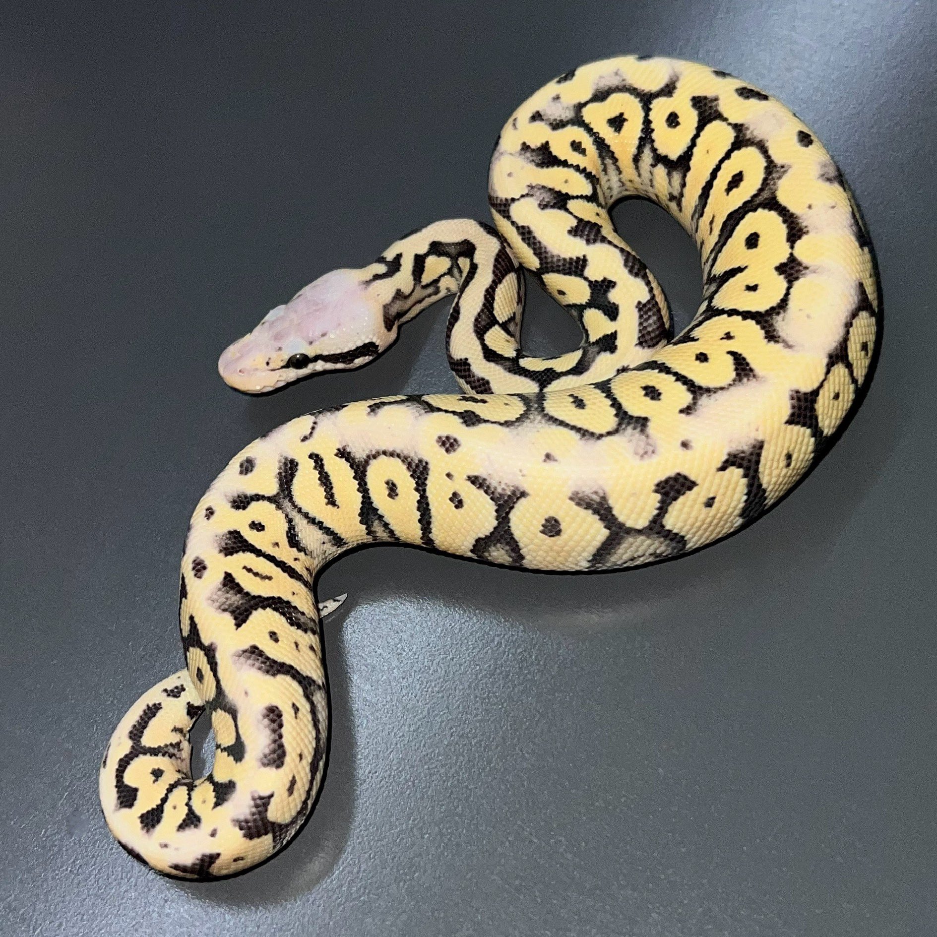 新ボールパイソンケージばるで様 初心者まずこれ見ろ】1万円以下で作るボールパイソンの理想