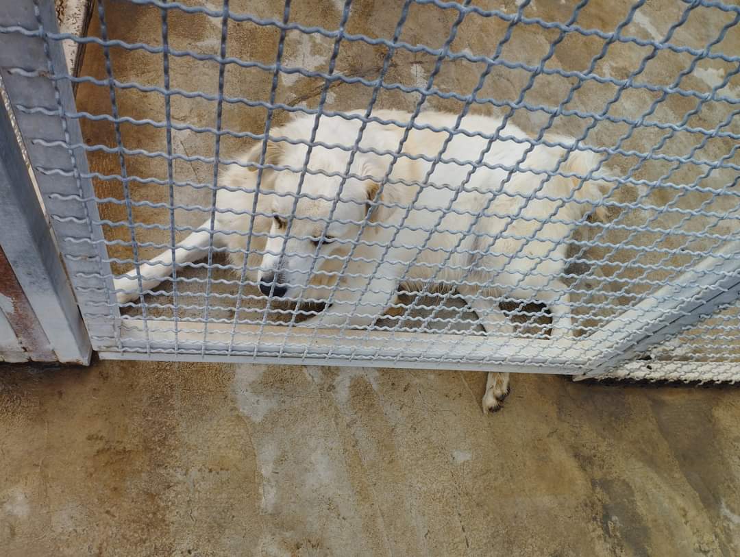 francycognato's tweet photo. Loro sono alcuni dei nostri canuzzi, condannati all'ergastolo senza colpe. Molti di loro sono arrivati a 2mesi e oggi ne hanno 4,6 fino ad arrivare a 16 anni😭😭
Sono meravigliosi e meritano una casa!
Per adozione chiamate Francesca al 
338 250 6451 https://t.co/ouvpyQyEJI