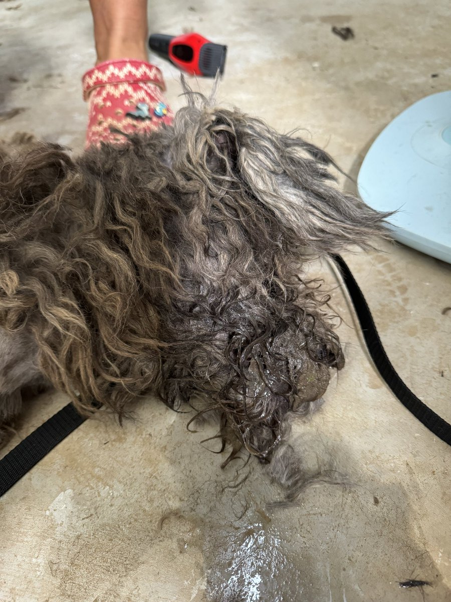 Probably hard to believe but this is a street dog I rescued today. That’s actually his face. 

The turnaround we were able to give him within 4 hours filled my heart with joy. 

It wasn’t easy but he feels like a million dollars this evening… (1/8)