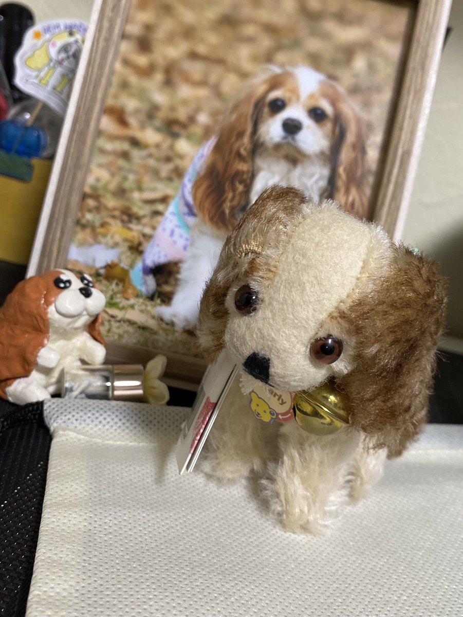 okaaahan's tweet photo. シュタイフ
１９３０年制作の
キャバリアキングチャールズスパニエルチャーリーレプリカ
世界限定９３０体発売
ポチッとな

#シュタイフ
#Steiff
#キャバリア
#レプリカ
#イモイモのお雛様も
#シュタイフのテディベア
#この子はわたしの
#小さなセナくん https://t.co/pCa0UnIpte