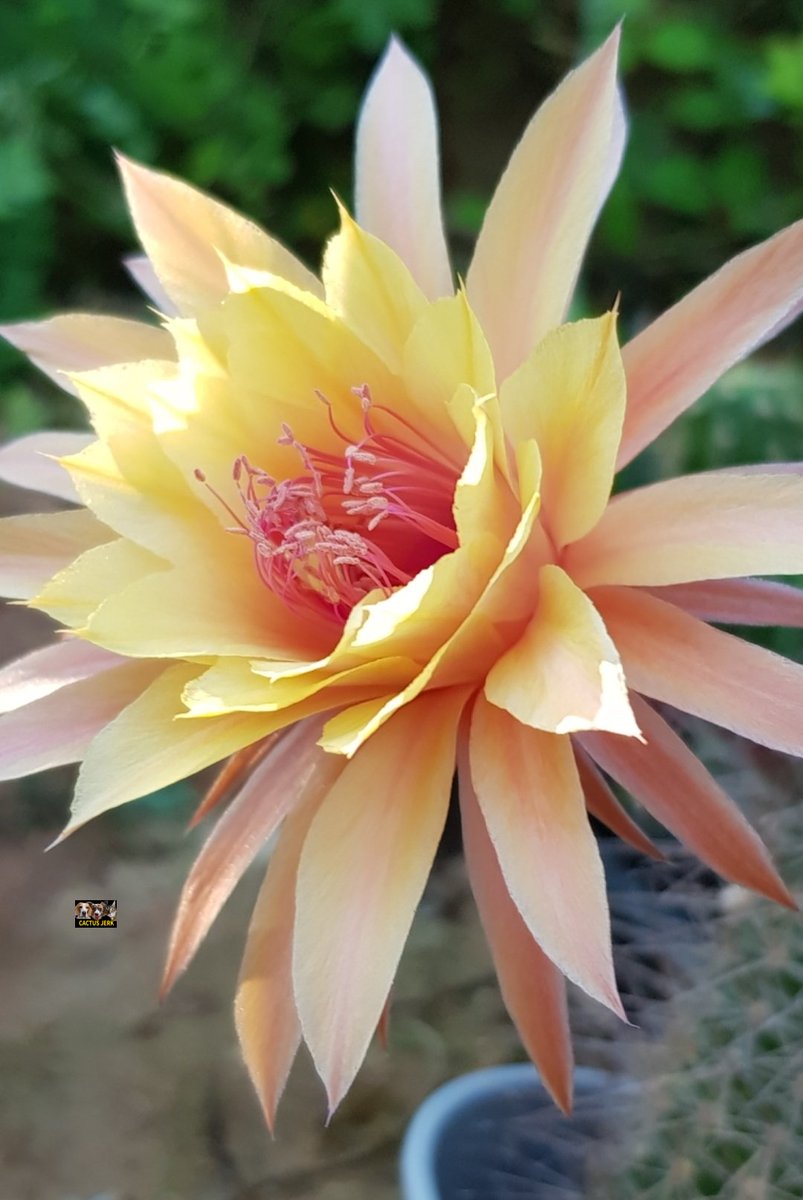 Cactus Jerk (@cactus_jerk) on Twitter photo 