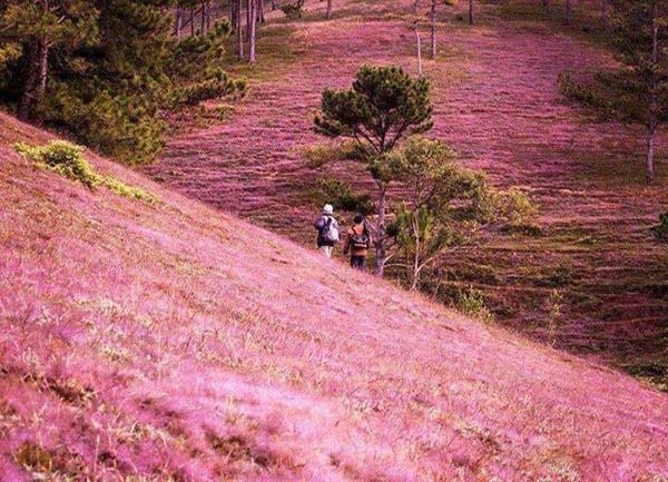 AWESOME_VN's tweet photo. The Hill of Pink Grass, Đà Lạt, Việt Nam🇻🇳

📸 Photos: Trong Manh https://t.co/oaTm8QgwtZ
