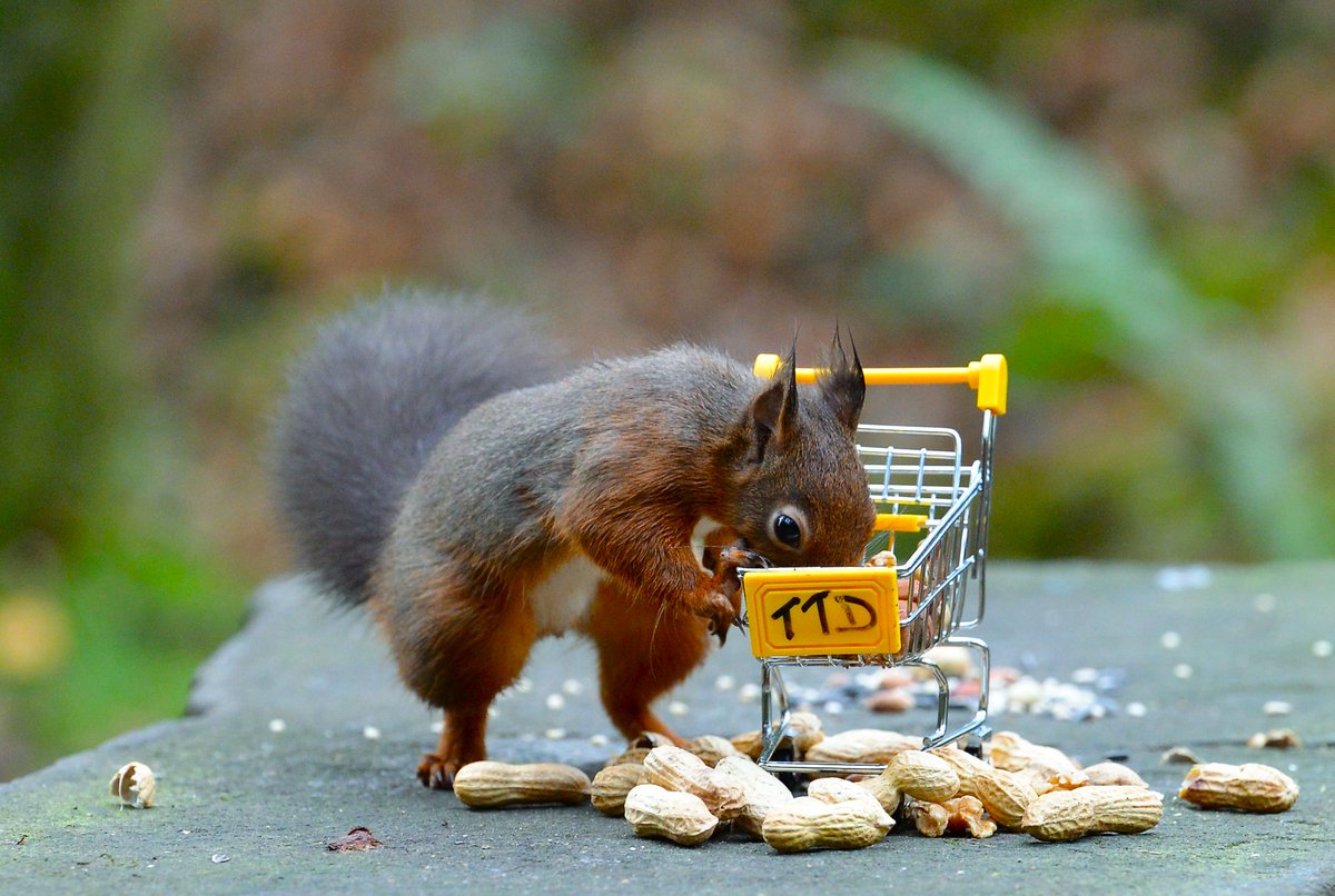 Todays #Abrewwithaview from Shap Cumbria i set my self a task too catch the pesky nut thieves #Tastethedifference Caught them Red Pawed... <a href="/cumbriawildlife/">CumbriaWildlifeTrust</a>
