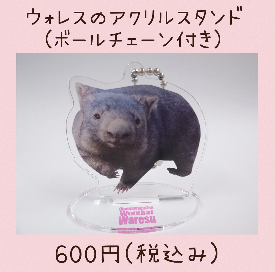 ウォンバット #ウォレス のアクリルスタンド(税込み600円)が完売しま
